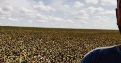 Fazenda p/ Lavoura1200 hectares | Sorriso – MT