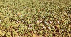 Fazenda p/ Lavoura1200 hectares | Sorriso – MT