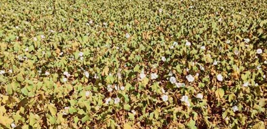 Fazenda p/ Lavoura1200 hectares | Sorriso – MT