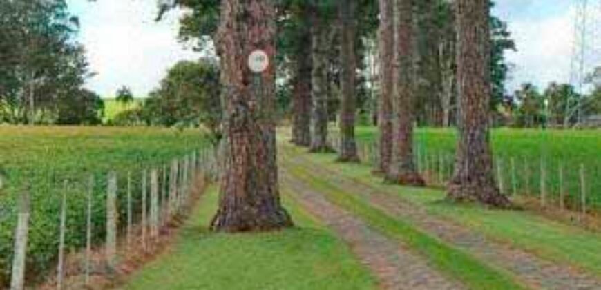 Excelente Fazenda Dupla Aptidão 576,5 Alqueires | Capão Bonito-SP