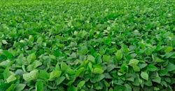 Excelente Fazenda Dupla Aptidão 576,5 Alqueires | Capão Bonito-SP