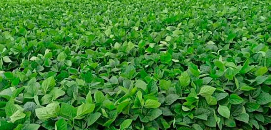 Excelente Fazenda Dupla Aptidão 576,5 Alqueires | Capão Bonito-SP