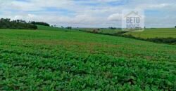 Excelente Fazenda Dupla Aptidão 576,5 Alqueires | Capão Bonito-SP