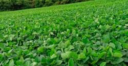 Excelente Fazenda Dupla Aptidão 576,5 Alqueires | Capão Bonito-SP