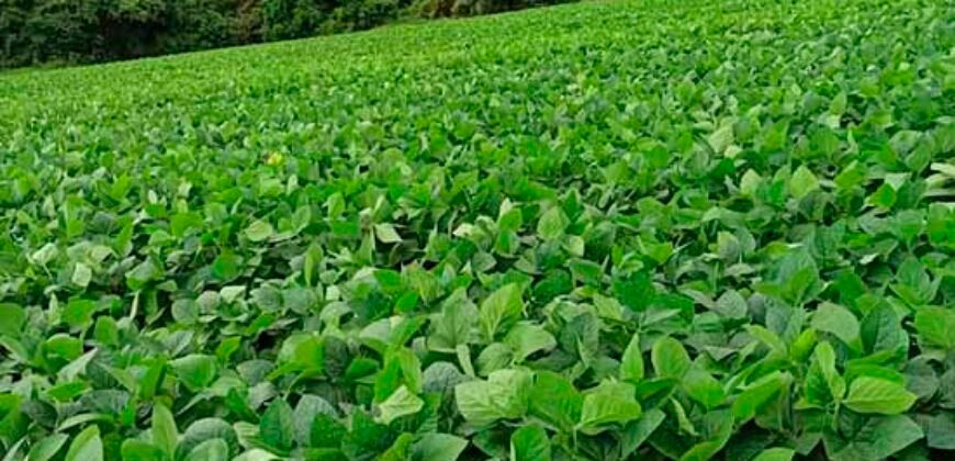 Excelente Fazenda Dupla Aptidão 576,5 Alqueires | Capão Bonito-SP