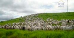 Fazenda Vocacionada p Pecuária 149 mil hectares | Rondolândia/ MT
