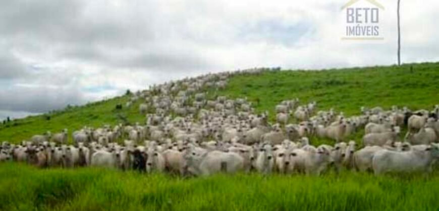 Fazenda Vocacionada p Pecuária 149 mil hectares | Rondolândia/ MT