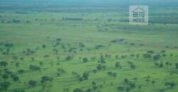 Fazenda Vocacionada p Pecuária 149 mil hectares | Rondolândia/ MT