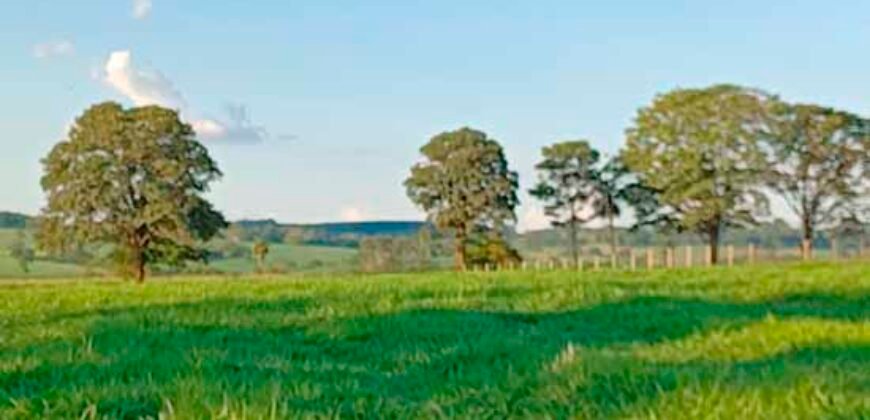 Fazenda Excelente Mansão e Dupla Aptidão Pasto e Plantio | Juquiá e Registro/ SP
