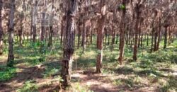 Fazenda Excelente Mansão e Dupla Aptidão Pasto e Plantio | Juquiá e Registro/ SP