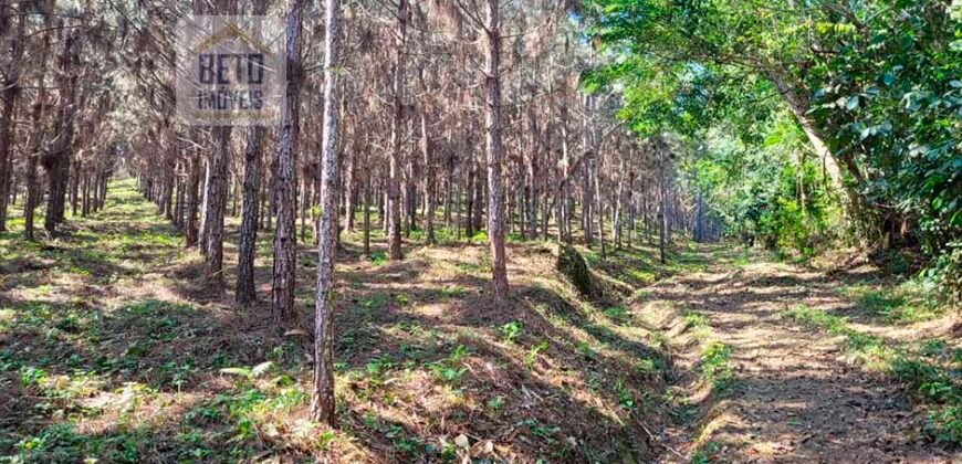 Fazenda Excelente Mansão e Dupla Aptidão Pasto e Plantio | Juquiá e Registro/ SP