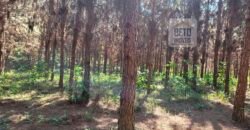 Fazenda Excelente Mansão e Dupla Aptidão Pasto e Plantio | Juquiá e Registro/ SP