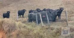 Fazenda p Pastagem c/ Toda Estrutura 37alqueires | Campos dos Goytacazes/ RJ Fazenda p Pastagem c/ Toda Estrutura 37alqueires | Campos dos Goytacazes/ RJ