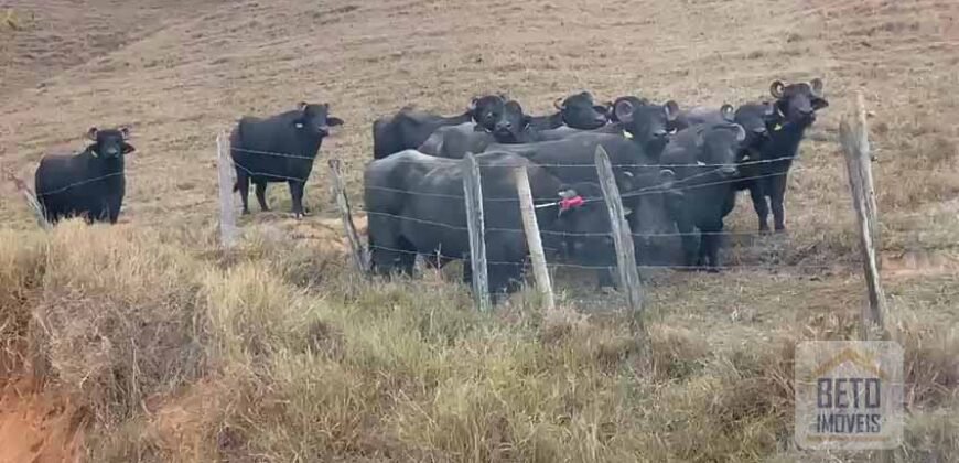 Fazenda p Pastagem c/ Toda Estrutura 37alqueires | Campos dos Goytacazes/ RJ Fazenda p Pastagem c/ Toda Estrutura 37alqueires | Campos dos Goytacazes/ RJ