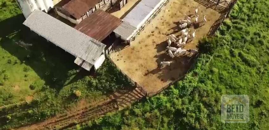Fazenda de Criação de Gado de Corte com 320 hectares | Palma – MG Fazenda de Criação de Gado de Corte com 320 hectares | Palma – MG