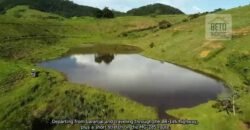 Fazenda de Criação de Gado de Corte com 320 hectares | Palma – MG Fazenda de Criação de Gado de Corte com 320 hectares | Palma – MG