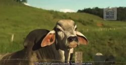 Fazenda de Criação de Gado de Corte com 320 hectares | Palma – MG Fazenda de Criação de Gado de Corte com 320 hectares | Palma – MG