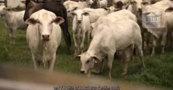 Fazenda de Criação de Gado de Corte com 320 hectares | Palma – MG Fazenda de Criação de Gado de Corte com 320 hectares | Palma – MG