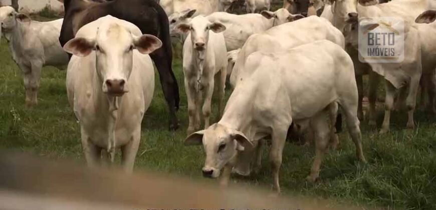 Fazenda de Criação de Gado de Corte com 320 hectares | Palma – MG Fazenda de Criação de Gado de Corte com 320 hectares | Palma – MG