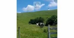 Fazenda 38 alqueires ou 184 hectares para Pecuária | Rio das Flores/RJ