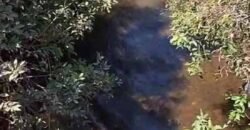 Fazenda c/ vocação Agricultura e Pecuária 401 mil hectares | Palmas – TO Fazenda c/ vocação Agricultura e Pecuária 401 mil hectares | Palmas – TO