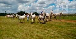 Fazenda Completa 87.851 ha e aproximadamente 50.000 cabeças gado | Corumbá – MS
