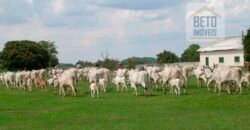 Fazenda Completa 87.851 ha e aproximadamente 50.000 cabeças gado | Corumbá – MS