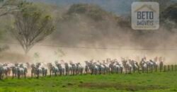 Fazenda Completa 87.851 ha e aproximadamente 50.000 cabeças gado | Corumbá – MS