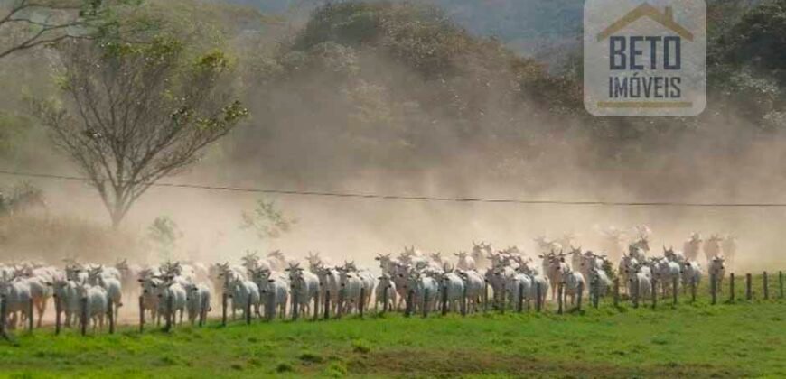Fazenda Completa 87.851 ha e aproximadamente 50.000 cabeças gado | Corumbá – MS