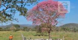 Fazenda Completa 87.851 ha e aproximadamente 50.000 cabeças gado | Corumbá – MS