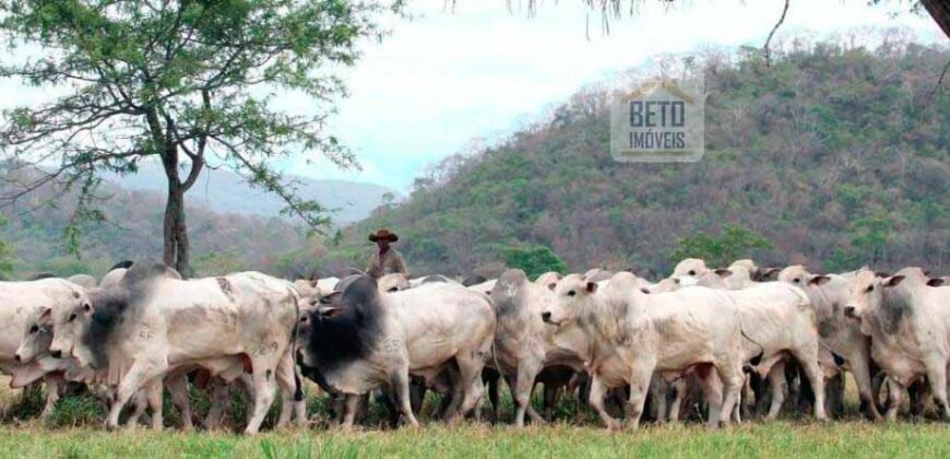 Fazenda Completa 87.851 ha e aproximadamente 50.000 cabeças gado | Corumbá – MS
