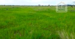 Fazenda Completa 87.851 ha e aproximadamente 50.000 cabeças gado | Corumbá – MS