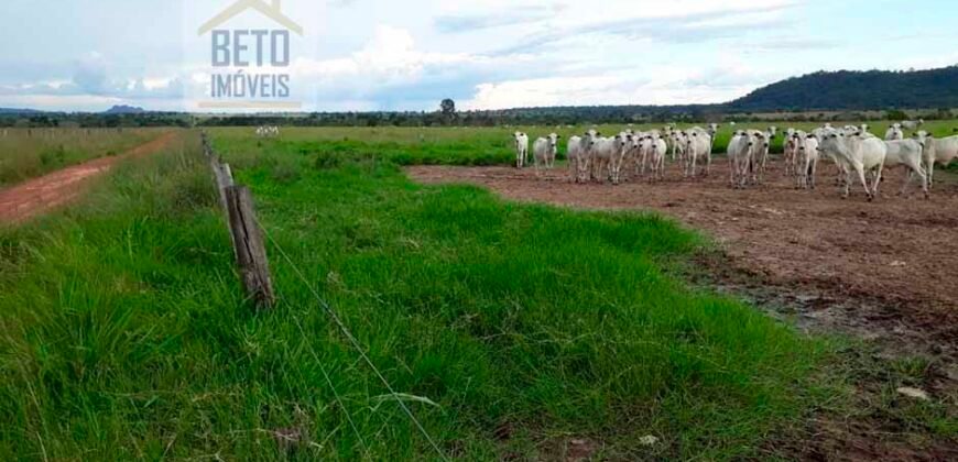 Fazenda Completa 87.851 ha e aproximadamente 50.000 cabeças gado | Corumbá – MS