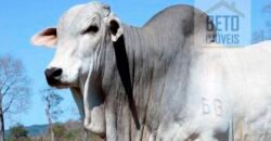 Fazenda Completa 87.851 ha e aproximadamente 50.000 cabeças gado | Corumbá – MS