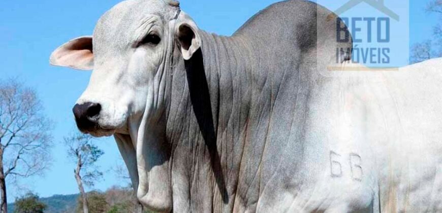 Fazenda Completa 87.851 ha e aproximadamente 50.000 cabeças gado | Corumbá – MS