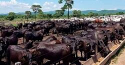 Fazenda Completa 87.851 ha e aproximadamente 50.000 cabeças gado | Corumbá – MS