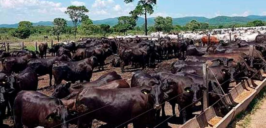 Fazenda Completa 87.851 ha e aproximadamente 50.000 cabeças gado | Corumbá – MS