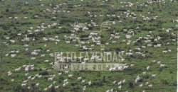 Excelente Fazenda em atividade dupla aptidão gado e lavoura | São Miguel do Araguaia/ GO