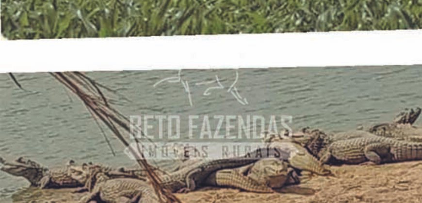 Excelente Fazenda em atividade dupla aptidão gado e lavoura | São Miguel do Araguaia/ GO