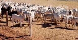 Fazenda Excelente Logística 17.000 hectares Lavoura Soja e Algodão | Água Boa – MT Fazenda Excelente Logística 17.000 hectares Lavoura Soja e Algodão | Água Boa – MT