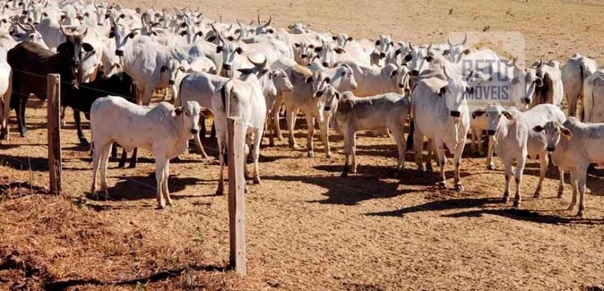 Fazenda Excelente Logística 17.000 hectares Lavoura Soja e Algodão | Água Boa – MT Fazenda Excelente Logística 17.000 hectares Lavoura Soja e Algodão | Água Boa – MT