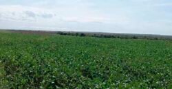 Fazenda Excelente Logística 17.000 hectares Lavoura Soja e Algodão | Água Boa – MT Fazenda Excelente Logística 17.000 hectares Lavoura Soja e Algodão | Água Boa – MT