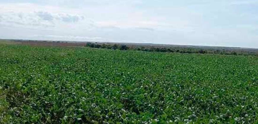 Fazenda Excelente Logística 17.000 hectares Lavoura Soja e Algodão | Água Boa – MT Fazenda Excelente Logística 17.000 hectares Lavoura Soja e Algodão | Água Boa – MT