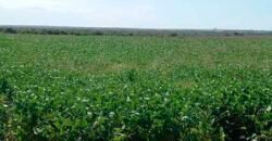 Fazenda Excelente Logística 17.000 hectares Lavoura Soja e Algodão | Água Boa – MT Fazenda Excelente Logística 17.000 hectares Lavoura Soja e Algodão | Água Boa – MT