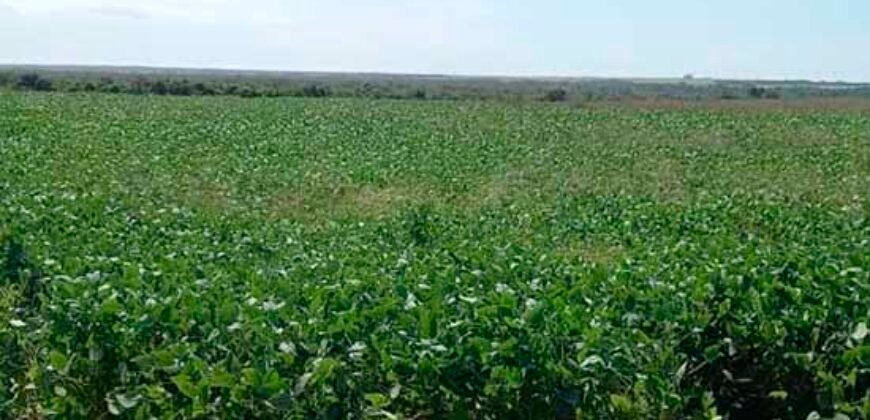 Fazenda Excelente Logística 17.000 hectares Lavoura Soja e Algodão | Água Boa – MT Fazenda Excelente Logística 17.000 hectares Lavoura Soja e Algodão | Água Boa – MT