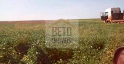 Fazenda Excelente Logística 17.000 hectares Lavoura Soja e Algodão | Água Boa – MT Fazenda Excelente Logística 17.000 hectares Lavoura Soja e Algodão | Água Boa – MT