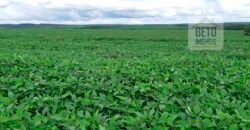 Fazenda Excelente Logística 17.000 hectares Lavoura Soja e Algodão | Água Boa – MT Fazenda Excelente Logística 17.000 hectares Lavoura Soja e Algodão | Água Boa – MT