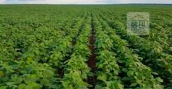 Fazenda Excelente Logística 17.000 hectares Lavoura Soja e Algodão | Água Boa – MT Fazenda Excelente Logística 17.000 hectares Lavoura Soja e Algodão | Água Boa – MT