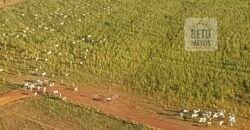 Fazenda Excelente Logística 17.000 hectares Lavoura Soja e Algodão | Água Boa – MT Fazenda Excelente Logística 17.000 hectares Lavoura Soja e Algodão | Água Boa – MT