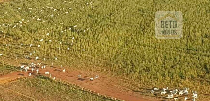 Fazenda Excelente Logística 17.000 hectares Lavoura Soja e Algodão | Água Boa – MT Fazenda Excelente Logística 17.000 hectares Lavoura Soja e Algodão | Água Boa – MT